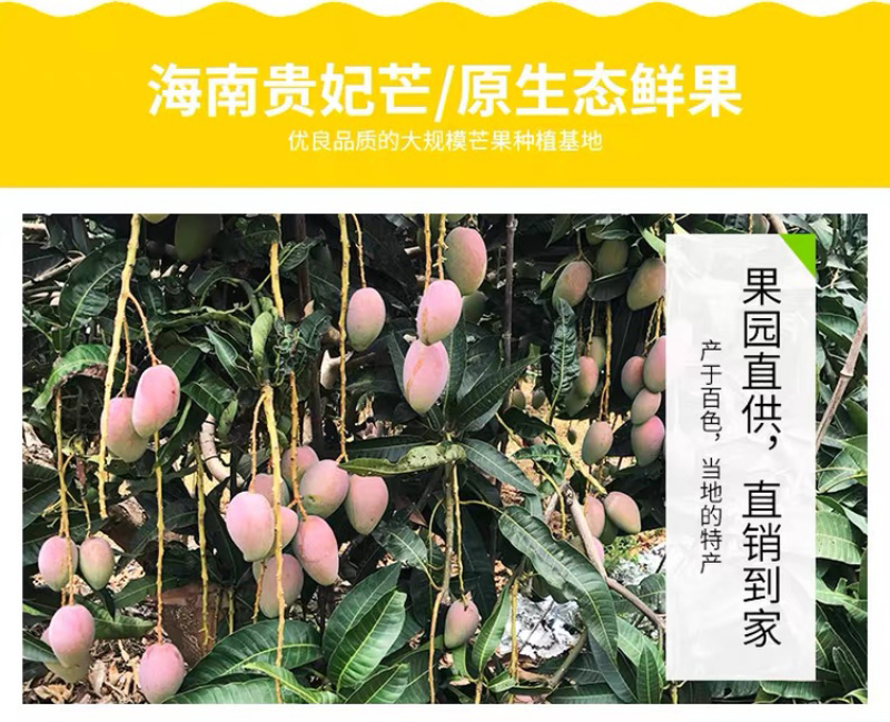 海南贵妃芒，现摘现发，新鲜直达，带箱10斤包邮