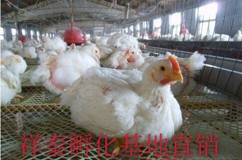 【正宗】817鸡苗882鸡苗大肉食鸡苗孵化直销