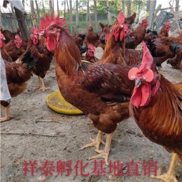 【热销中】青脚红玉380鸡苗防疫齐全全国发货