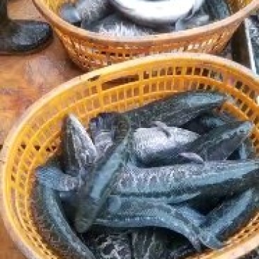 🔥🔥🔥大量供应黑鱼，量大从优，支持视频看货