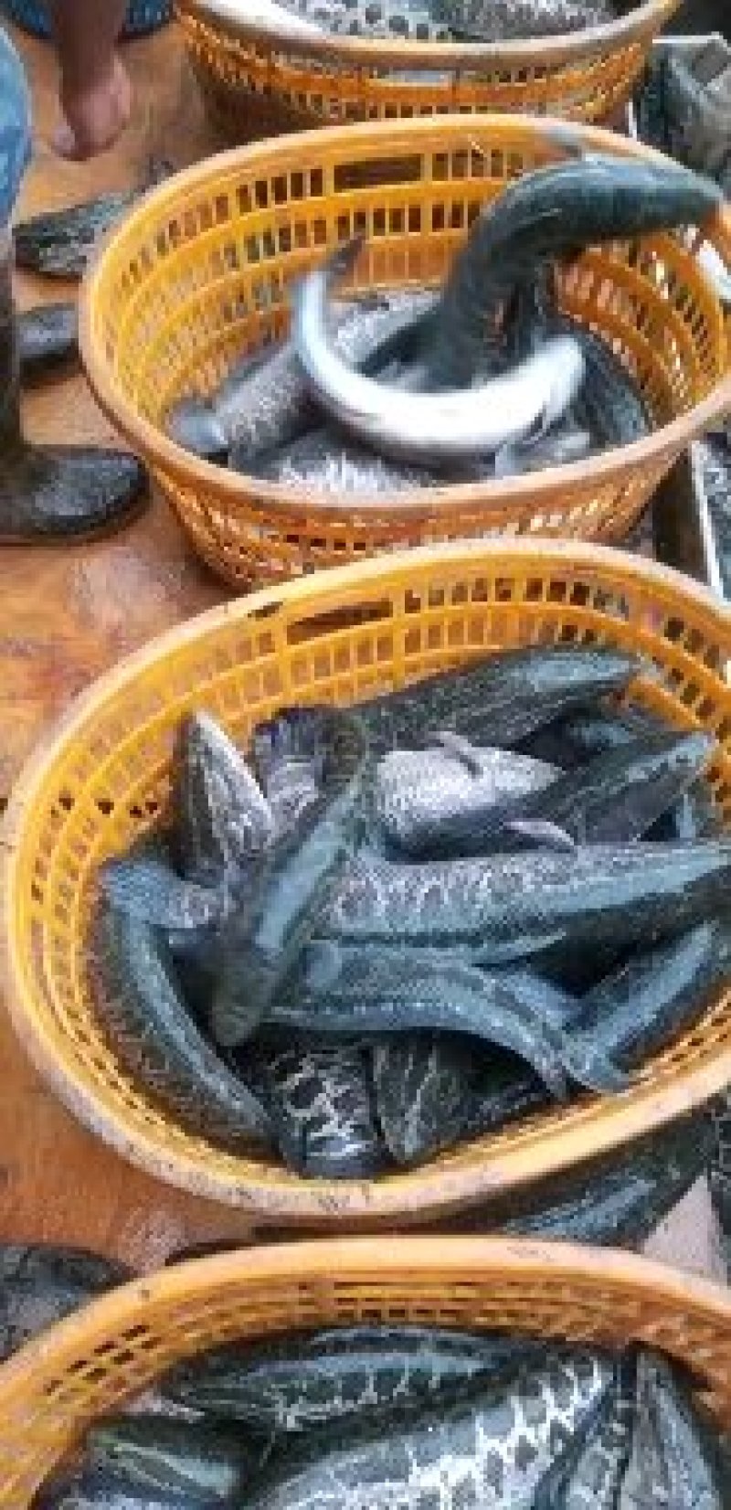 🔥🔥🔥大量供应黑鱼，量大从优，支持视频看货
