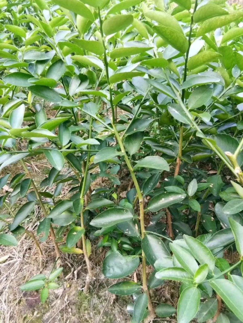 柠檬苗泰国无籽青柠檬苗香水柠檬苗当年结果包邮