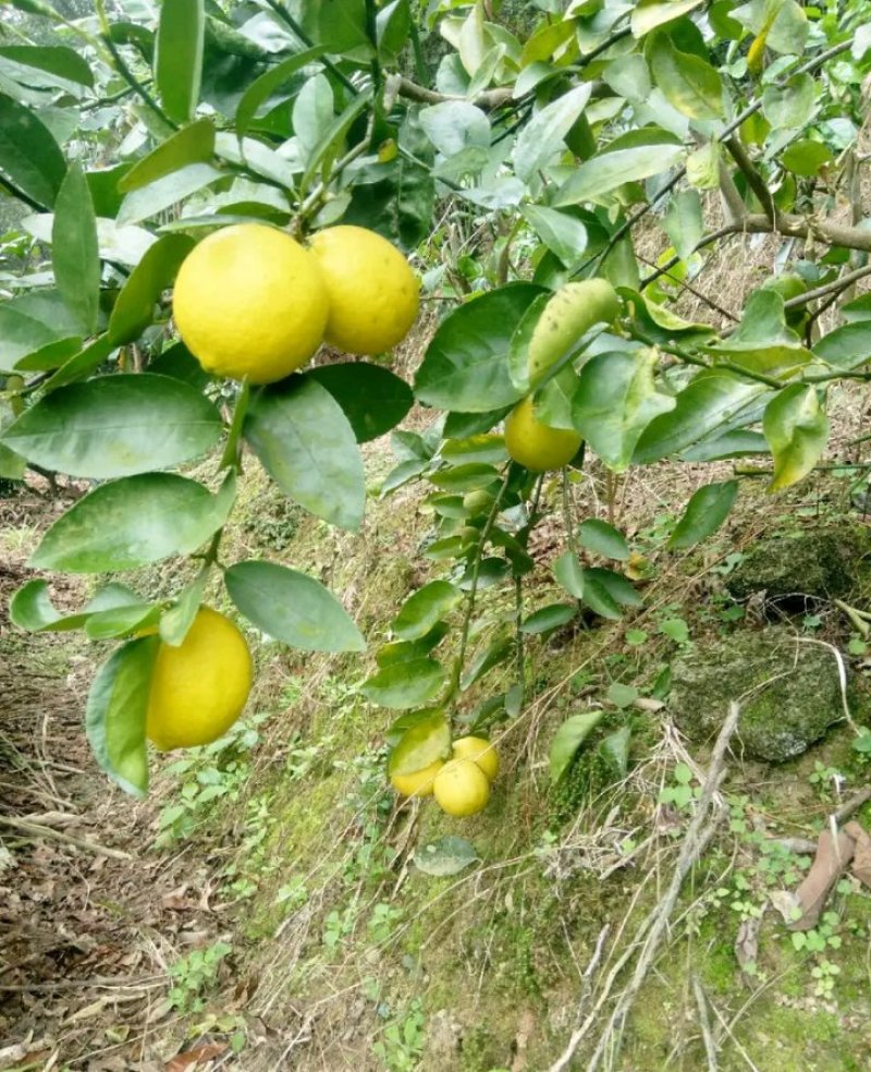 柠檬苗泰国无籽青柠檬苗香水柠檬苗当年结果包邮
