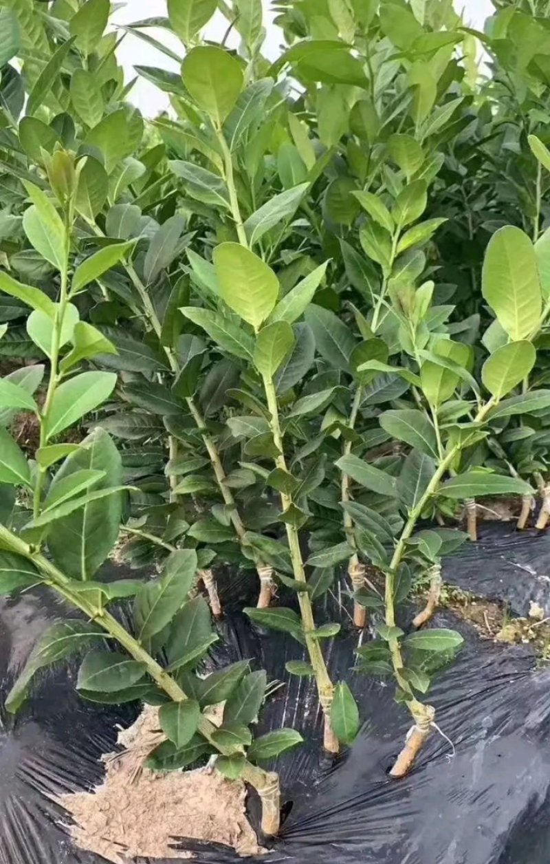 柠檬苗泰国无籽青柠檬苗香水柠檬苗当年结果包邮