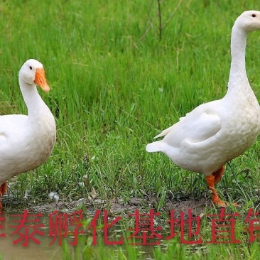 【热卖中】优质大种白鹅苗防疫齐全送货上门