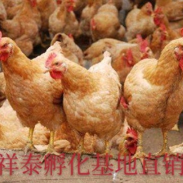 【热销中】大种三黄鸡苗防疫齐全运输包活