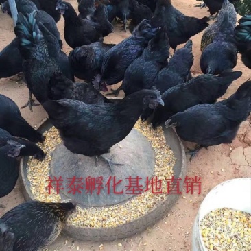 【热卖中】五黑鸡苗土黑鸡苗防疫齐全