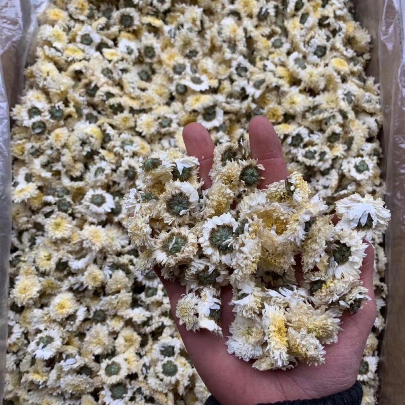 黄山贡菊，七月菊，北京菊，金丝皇菊，新货上市，量大批发
