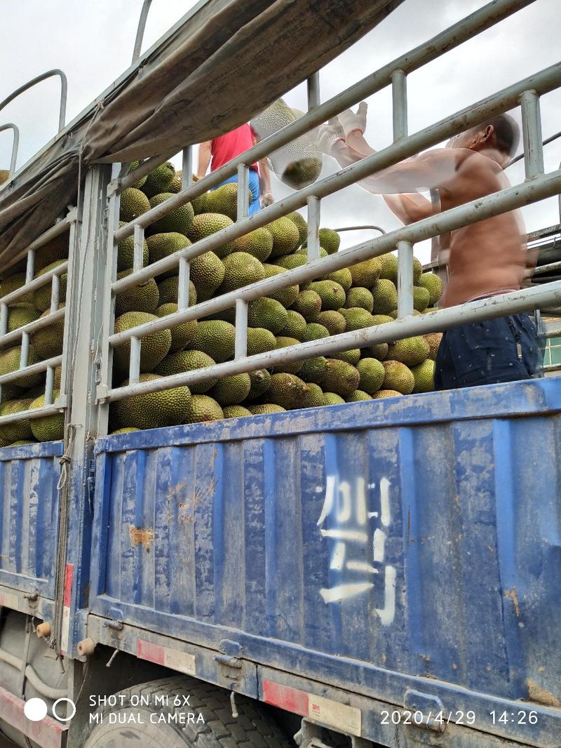 菠萝蜜大量上市了，货源充足，协助找返程车