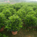 35盆非洲茉莉盆上60-70高度！球形，开平，批发，基地