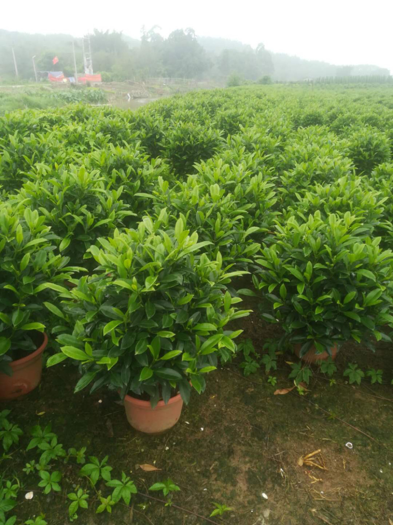 35盆非洲茉莉盆上60-70高度！球形，开平，批发，基地