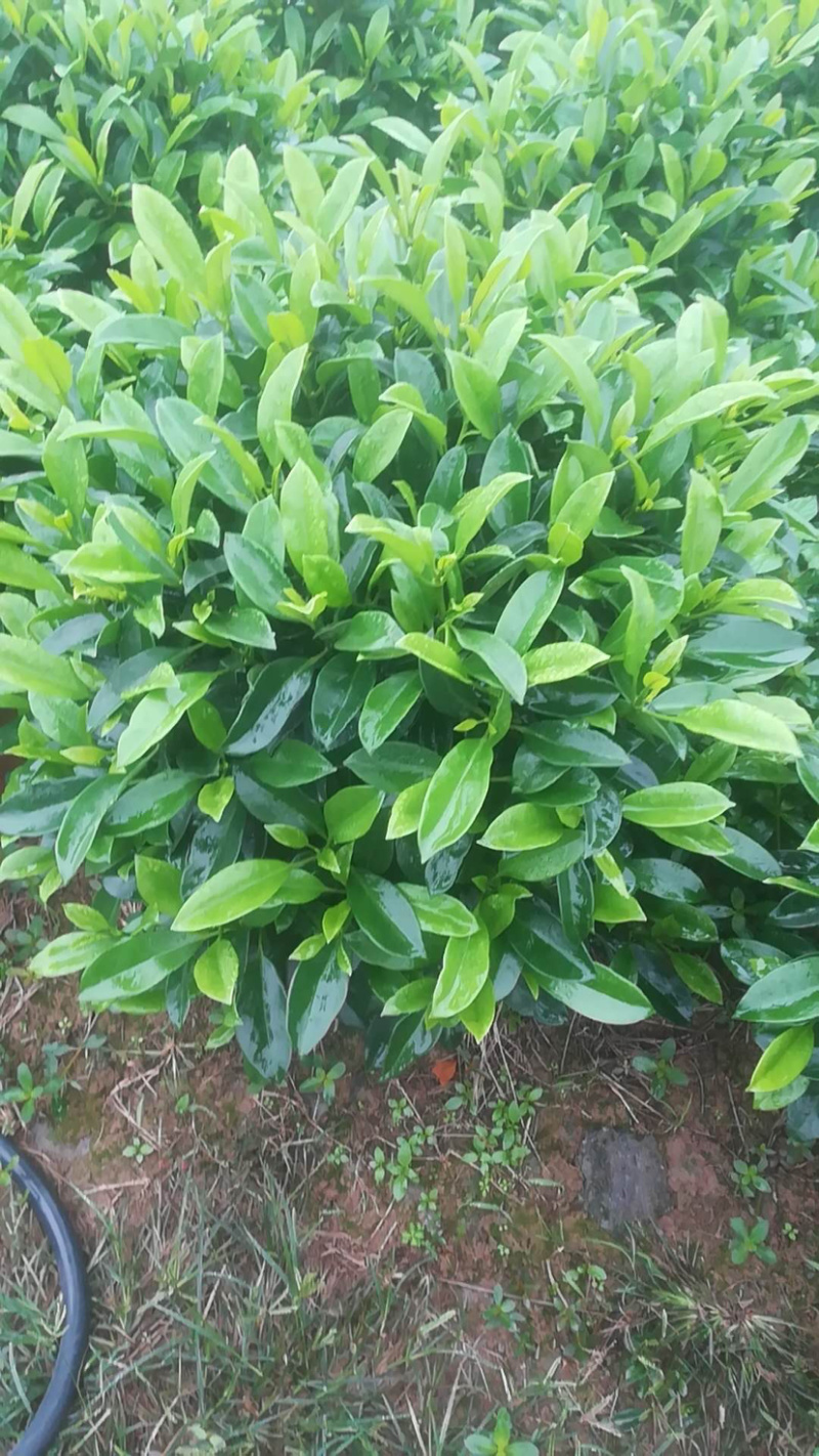 35盆非洲茉莉盆上60-70高度！球形，开平，批发，基地
