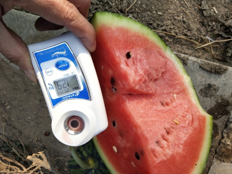 西瓜山东甜王西瓜二茬熟度高大红瓤产地直发电商团购