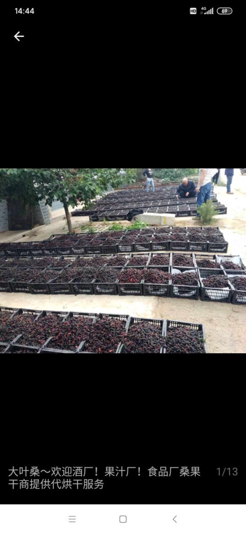 桑果～优质桑果基地！欢迎食品厂！干果商！电商！药材客商订