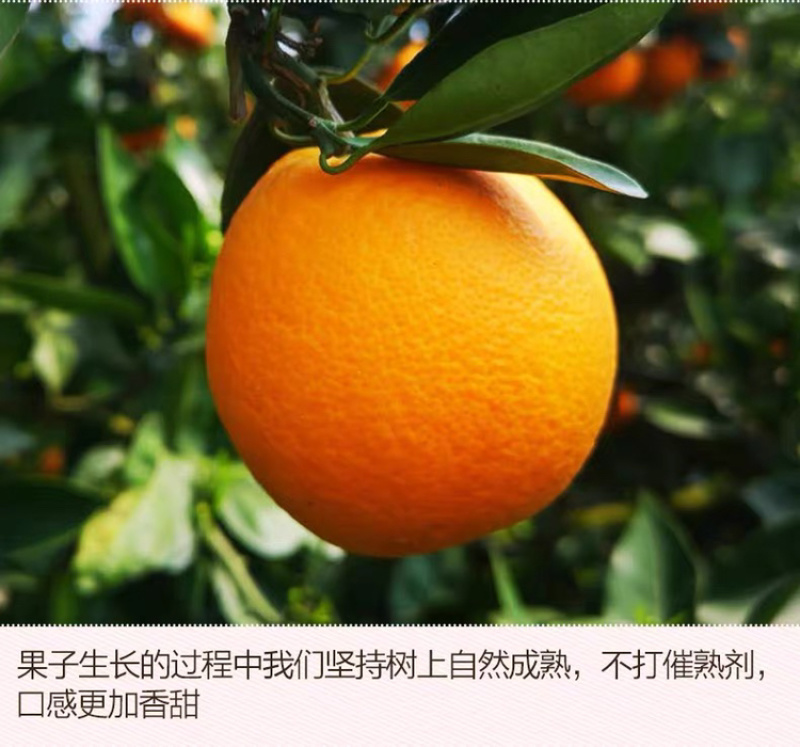 春橙伦晚脐橙原产地当季脐橙秭归甜橙子橙现摘10斤包邮