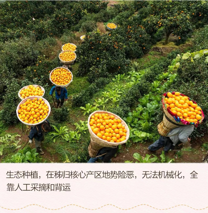 春橙伦晚脐橙原产地当季脐橙秭归甜橙子橙现摘10斤包邮