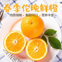 春橙伦晚脐橙原产地当季脐橙秭归甜橙子橙现摘10斤
