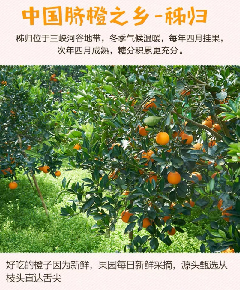 春橙伦晚脐橙原产地当季脐橙秭归甜橙子橙现摘10斤包邮