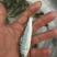 白甲鱼苗细鳞鱼可送货上门货到付款让您购苗无忧！