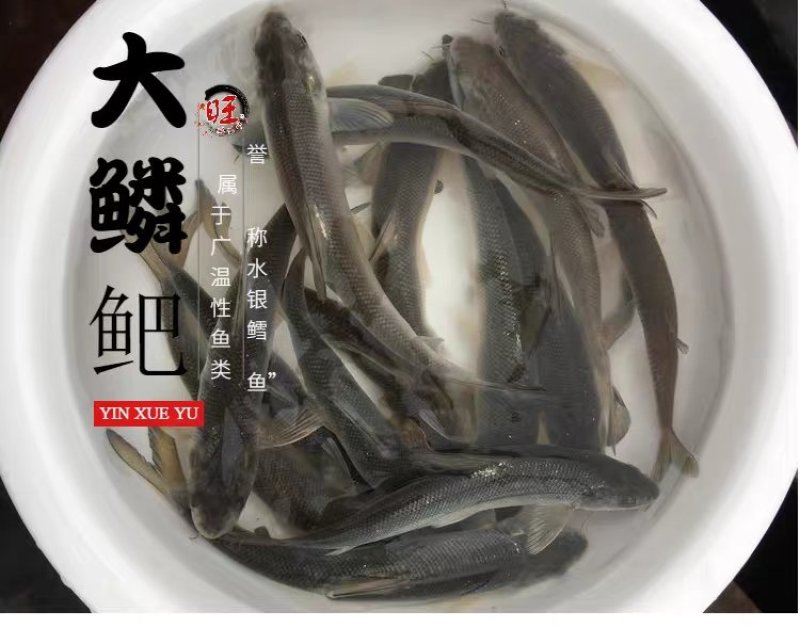 白甲鱼苗细鳞鱼可送货上门货到付款让您购苗无忧！