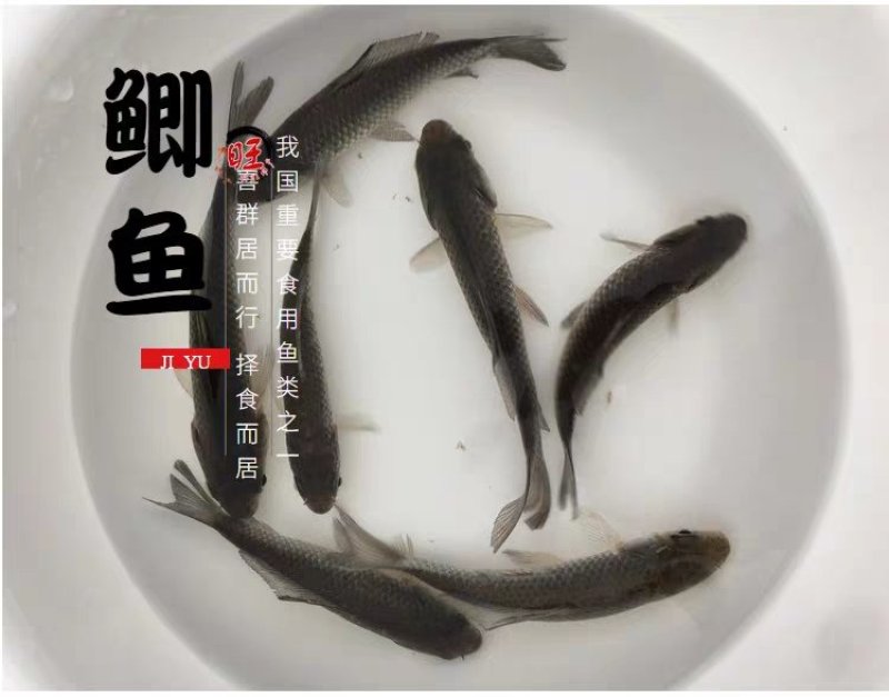 白甲鱼苗细鳞鱼可送货上门货到付款让您购苗无忧！
