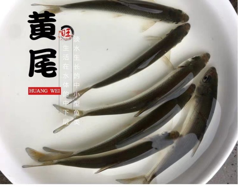 白甲鱼苗细鳞鱼可送货上门货到付款让您购苗无忧！