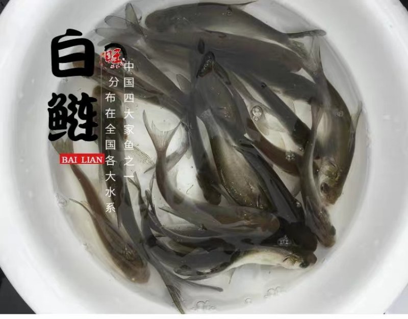 白甲鱼苗细鳞鱼可送货上门货到付款让您购苗无忧！