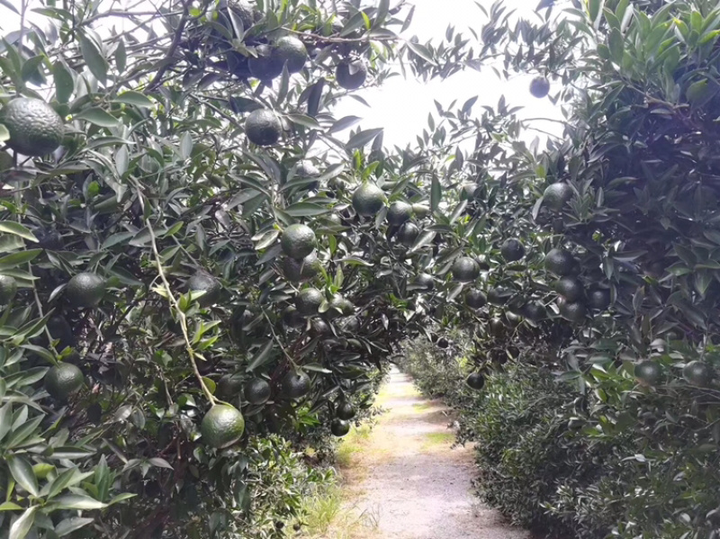 正宗新会陈皮柑核心区新会柑可视频选购可亲临采摘晒青皮陈皮