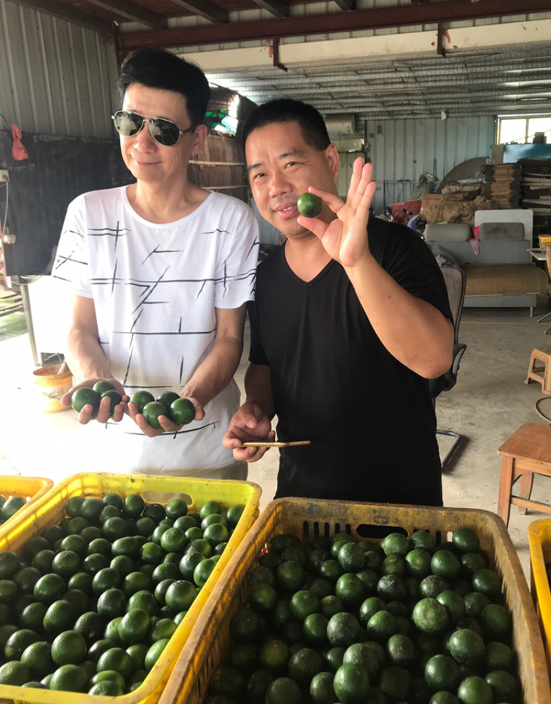 正宗新会陈皮柑核心区新会柑可视频选购可亲临采摘晒青皮陈皮