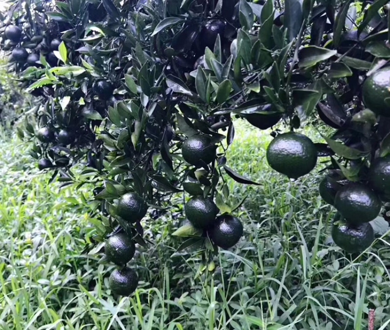 正宗新会陈皮柑核心区新会柑可视频选购可亲临采摘晒青皮陈皮