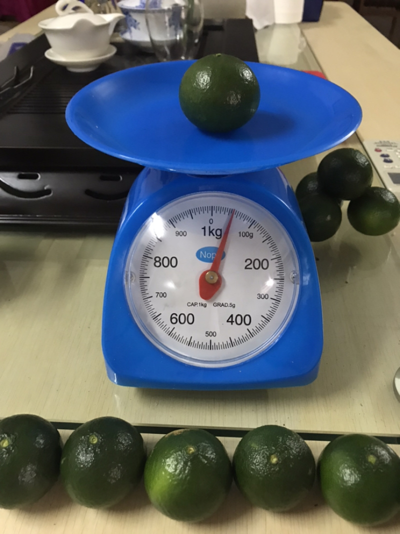 正宗新会陈皮柑核心区新会柑可视频选购可亲临采摘晒青皮陈皮