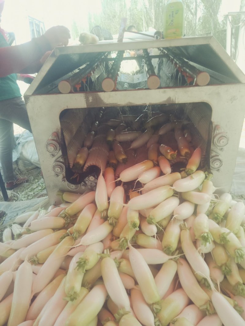 优质精品萝卜万亩基地产地直销一手货源大量供应