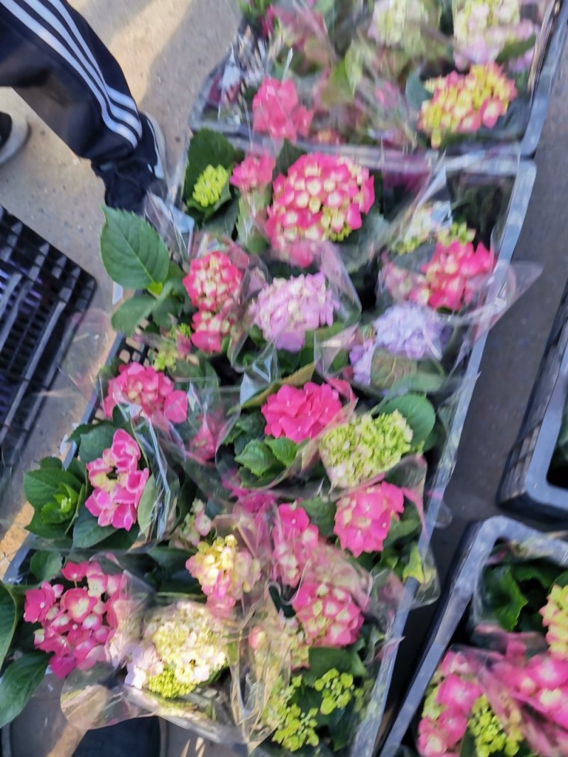 绣球花盆栽基地直发