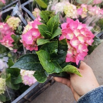 绣球花盆栽基地直发