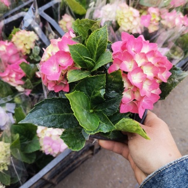 绣球花盆栽基地直发