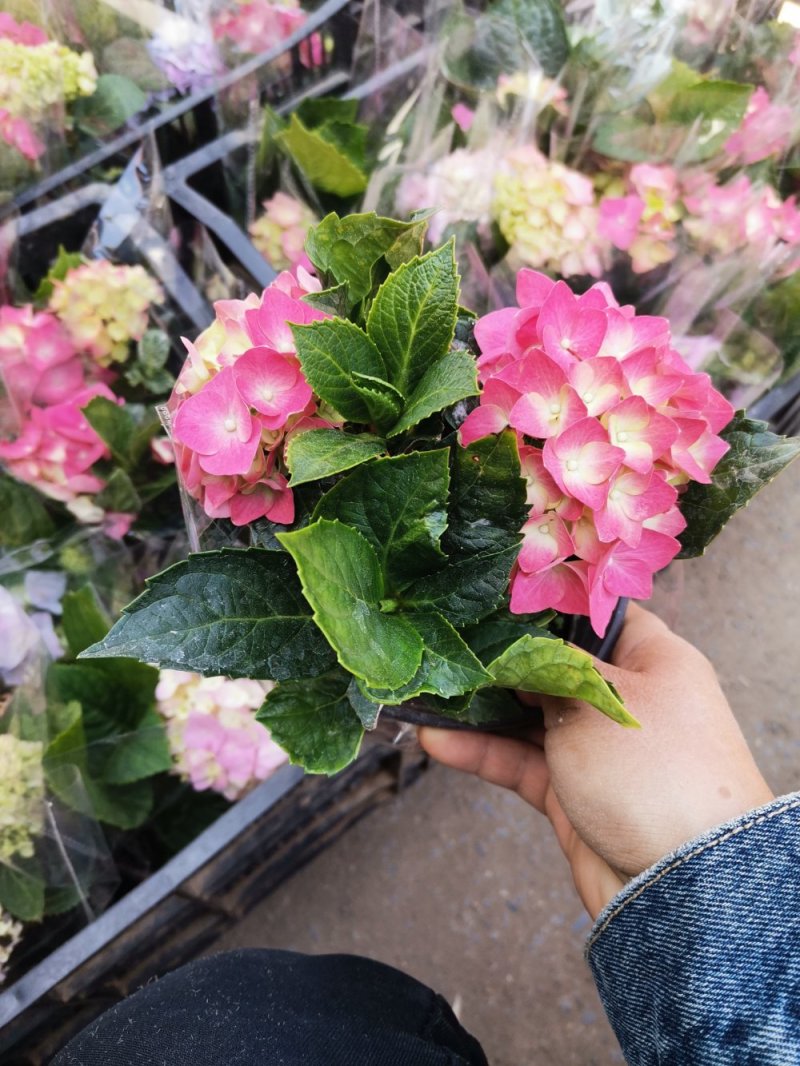 绣球花盆栽基地直发