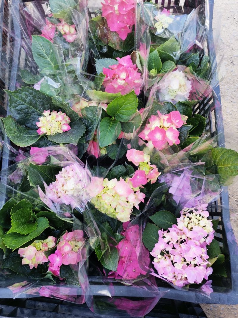 绣球花盆栽基地直发