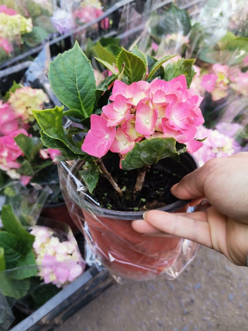 绣球花盆栽基地直发