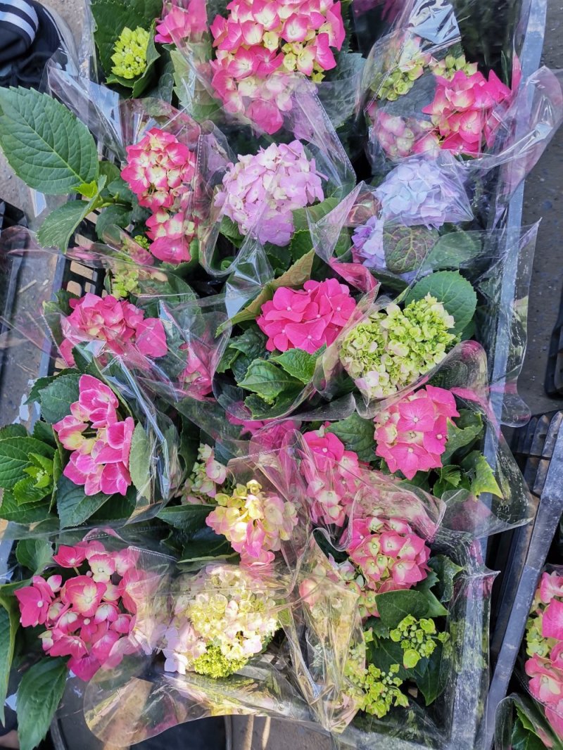 绣球花盆栽基地直发