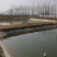 淡水石斑鱼苗，基地直批，支持全国发货。。