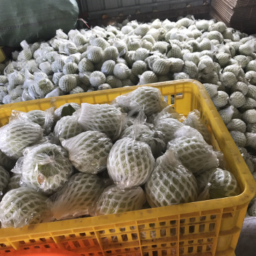 售卖珍珠番石榴老少皆宜养生果