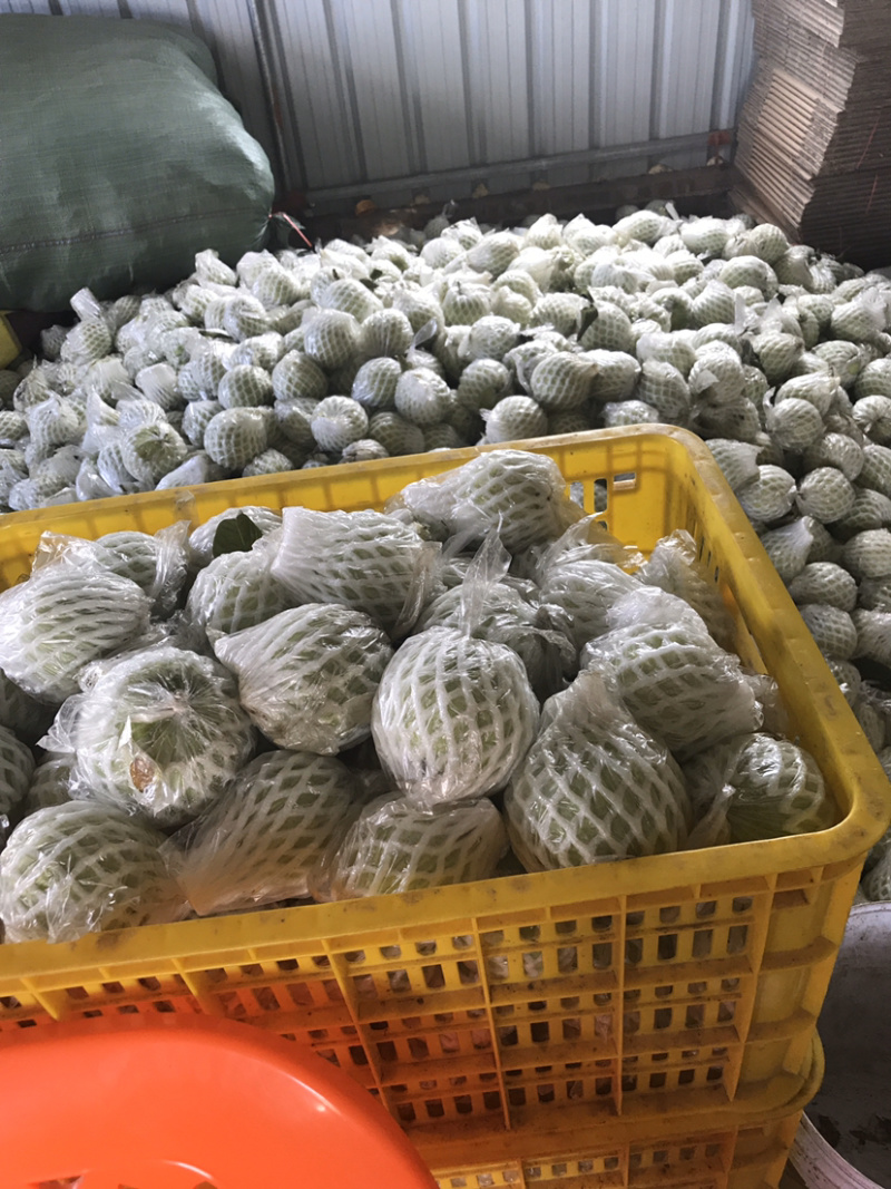 售卖珍珠番石榴老少皆宜养生果