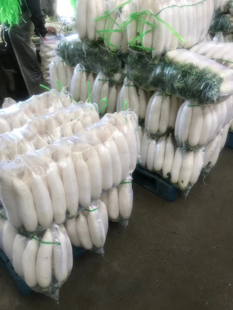 精品白萝卜产地，超市，市场，适合各种包装