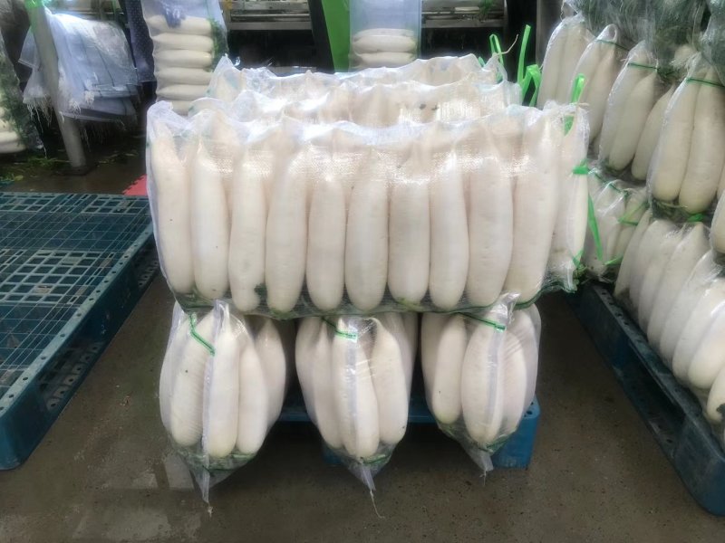 精品白萝卜产地，超市，市场，适合各种包装