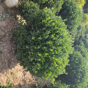 供应大叶黄杨球(毛球,劲球)冬青球,大叶黄杨苗
