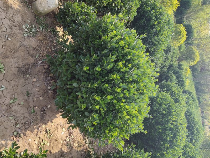 供应大叶黄杨球（毛球，劲球）冬青球，大叶黄杨苗