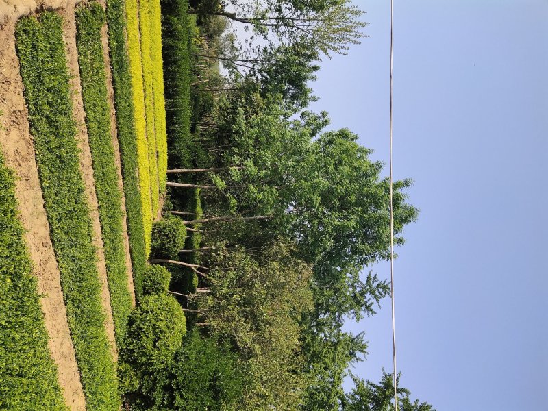 供应大叶黄杨球（毛球，劲球）冬青球，大叶黄杨苗