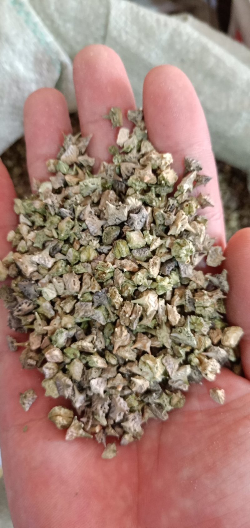蒺藜刺蒺藜白蒺藜中药材各种中药材批发零售各种规格