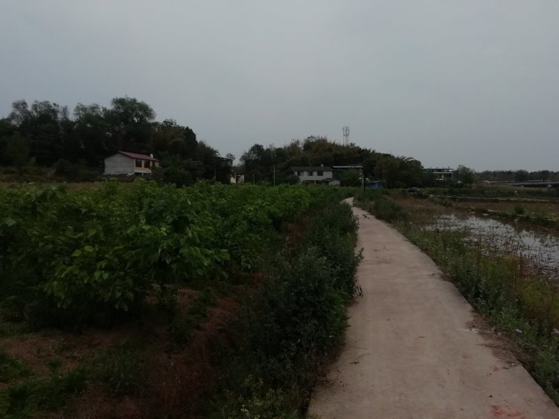 处理果桑苗，以挂果，便宜处理