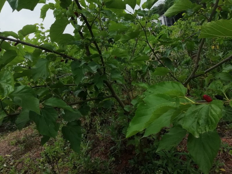 处理果桑苗，以挂果，便宜处理